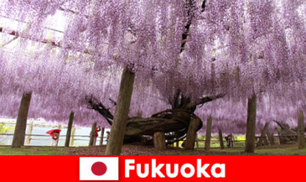 Nature travel for strangers in the untouched nature of Fukuoka Japan