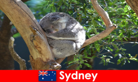 Destination Sydney Australia in the exotic zoo with an overnight experience