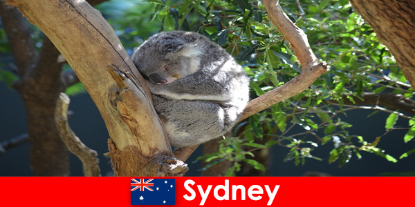 Destination Sydney Australia in the exotic zoo with an overnight experience