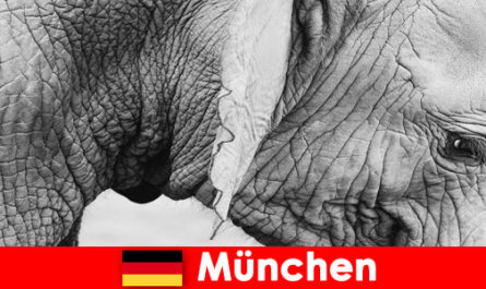 Special trip for visitors to the most original zoo in Germany, Munich