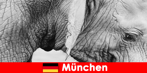 Special trip for visitors to the most original zoo in Germany, Munich