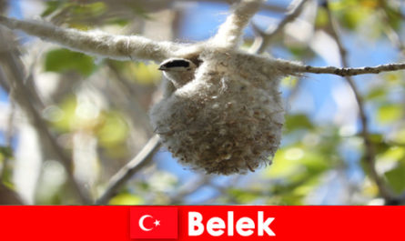 Nature tourists experience the world of trees and birds in Belek Turkey