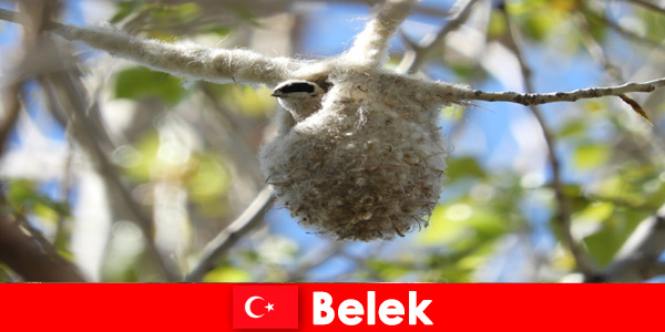 Nature tourists experience the world of trees and birds in Belek Turkey