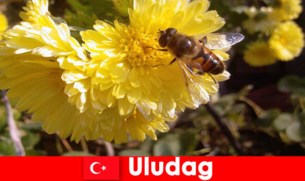 Discover beautiful fauna and flora in Uludag Turkey