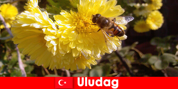 Discover beautiful fauna and flora in Uludag Turkey