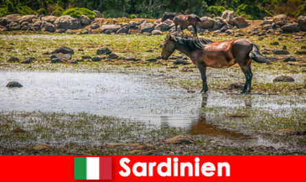 Experience wild animals and nature up close as a stranger in Sardinia Italy