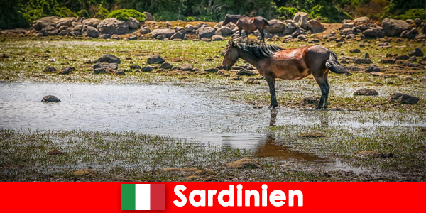 Experience wild animals and nature up close as a stranger in Sardinia Italy