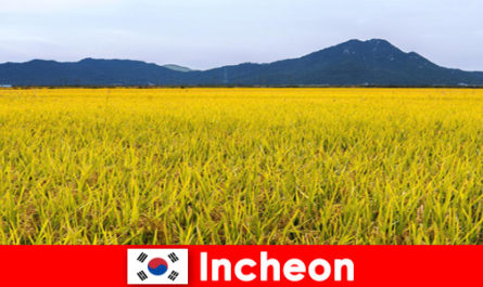 Incheon South Korea Nature vacation for lovers between flora and fauna