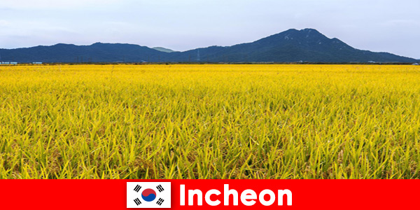 Incheon South Korea Nature vacation for lovers between flora and fauna