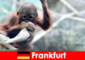 Frankfurt family outing in the second oldest zoo in Germany