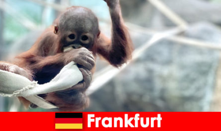 Frankfurt family outing in the second oldest zoo in Germany