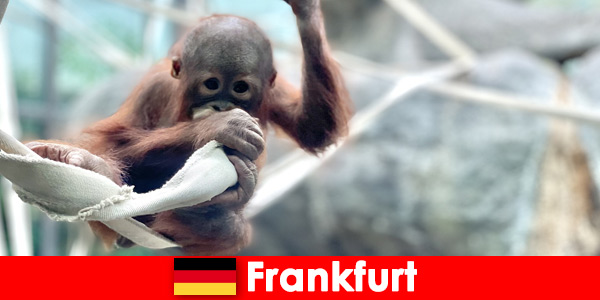 Frankfurt family outing in the second oldest zoo in Germany